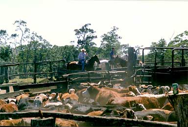 Herding cattle